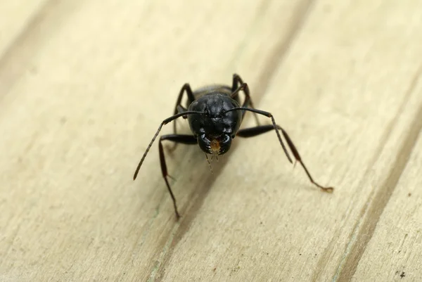 Primer plano de la cabeza de una hormiga carpintera — Foto de Stock