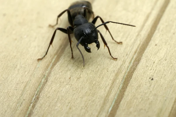 Útočící carpenter mravenec — Stock fotografie