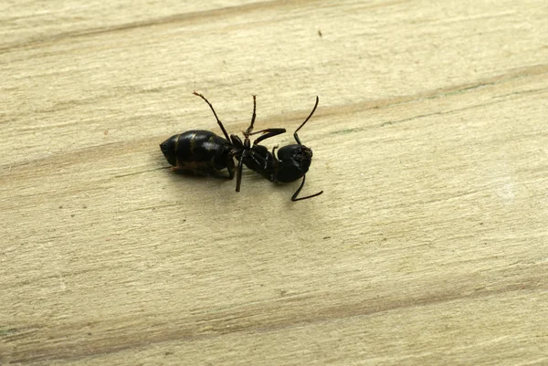 Ant falegname morto — Foto Stock