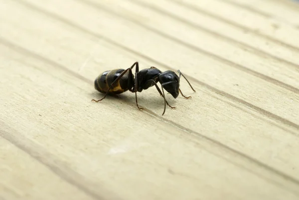 Carpenter ant in profile — Stock Photo, Image