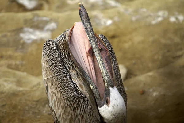 Pelikan brunatny etui — Zdjęcie stockowe