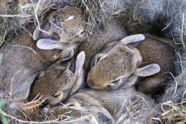 Bebé conejitos Huddled en su nido — Foto de Stock