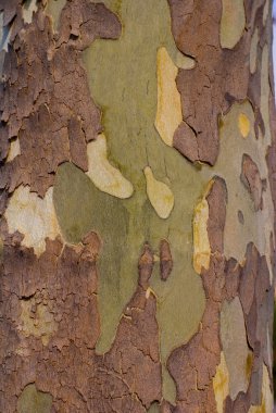 Sycamore Tree Bark clipart