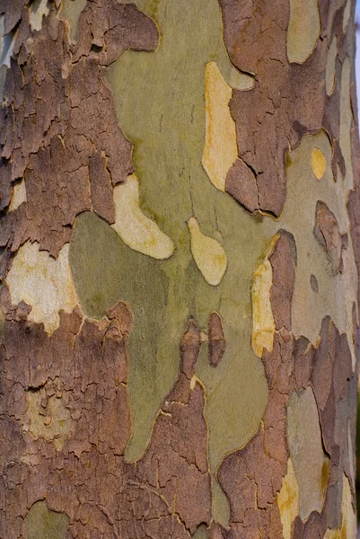 stock image Sycamore Tree Bark