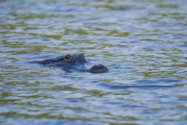 Alligator huvudet i vatten — Stockfoto