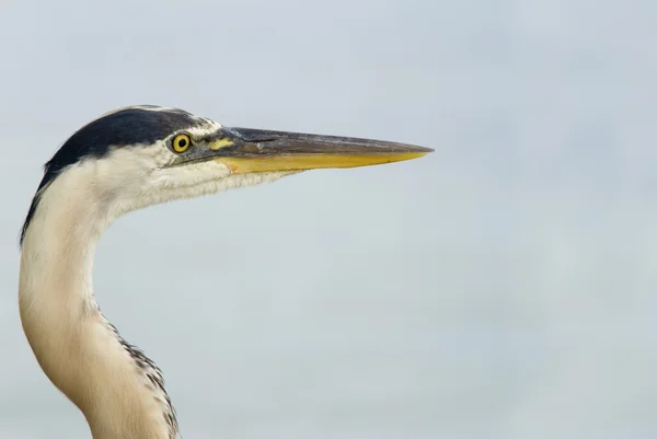 Blue heron zbliżenie — Zdjęcie stockowe