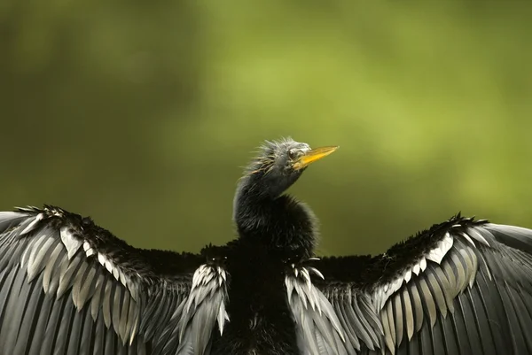 Cormorant Drying Wings Closeup — Stock Photo, Image