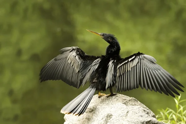 Cormorant Drying Wings Full — Stock Photo, Image