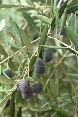 zeytin ağaçlarının alanları