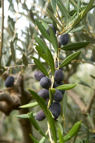 Pól uprawianych drzew oliwnych — Zdjęcie stockowe