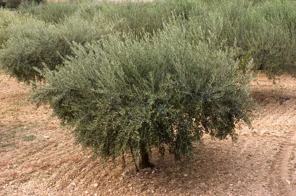 Fält av olivträd — Stockfoto