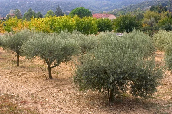 Velden van olijfbomen — Stockfoto