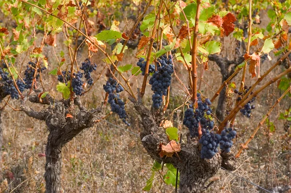 Виноград осенью — стоковое фото