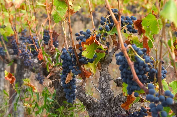 stock image Vine in autumn