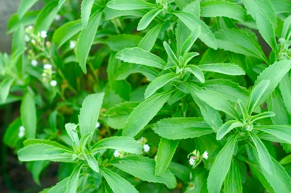 Folhas de stevia em um jardim — Fotografia de Stock