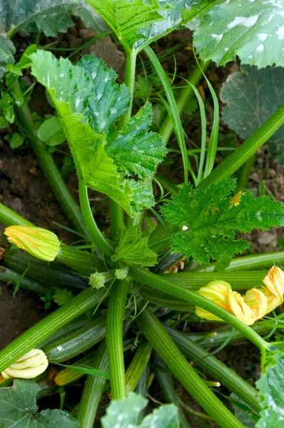 stock image Foot of Zucchinis in a Garden