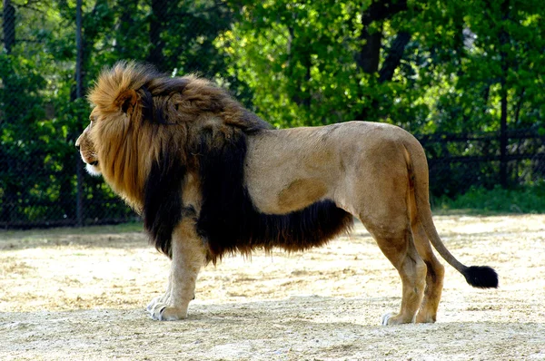 Portret van een leeuwenwelp — Stockfoto