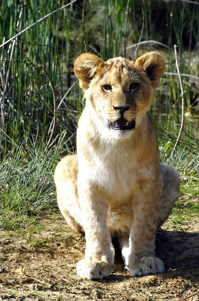 Retrato de um filhote de leão — Fotografia de Stock