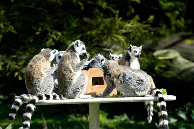 Lemurlar hayvanat bahçesine