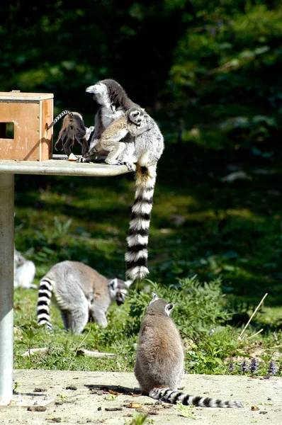 Familia de lémures al zoológico —  Fotos de Stock