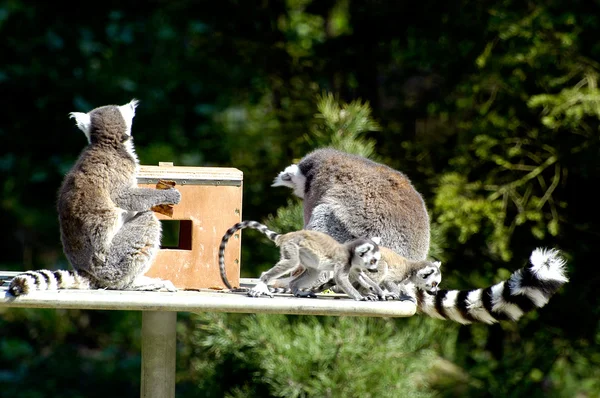 旅居动物园的狐猴家族 — 图库照片