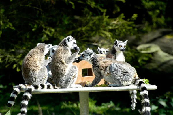 Οικογένεια λεμούριων στο ζωολογικό κήπο — Φωτογραφία Αρχείου