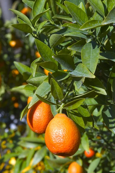 stock image Lemon Menton 2011 celebrates