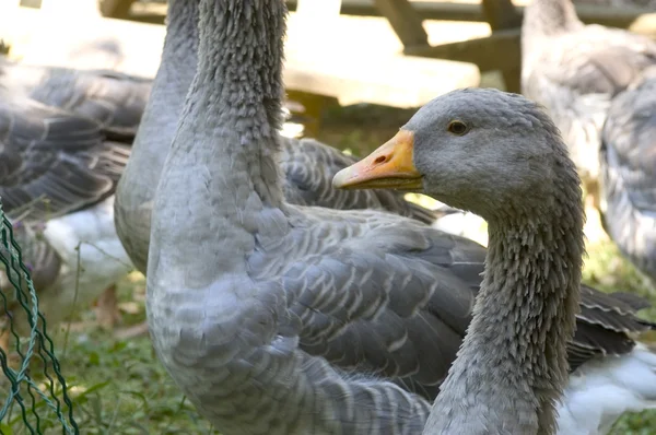 stock image Goose breeding