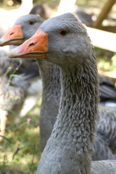 Размножение гусей — стоковое фото