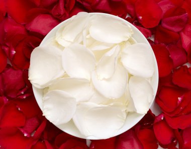 White and red rose petals