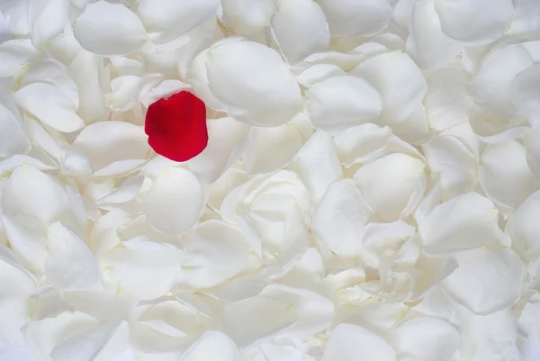 Red among the white — Stock Photo, Image