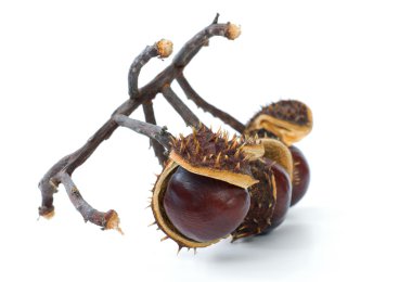 Branch with chestnuts