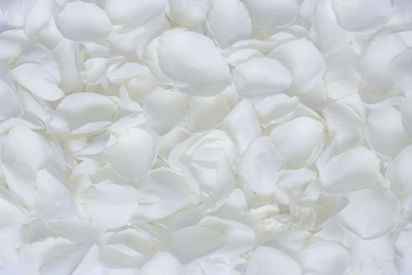 stock image White rose petals texture