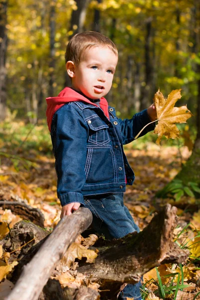 Leuke jongen en vallende bladeren — Stockfoto