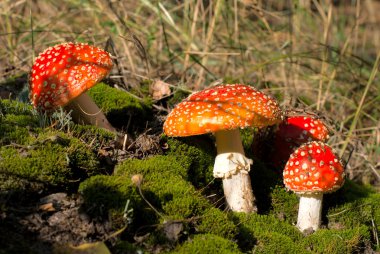 Red mushrooms among moss clipart