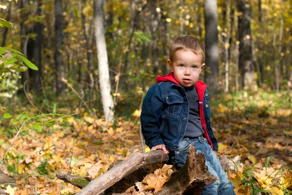 Bonito menino e floresta de outono — Fotografia de Stock
