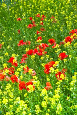 Beautiful wild flowers in the meadow clipart