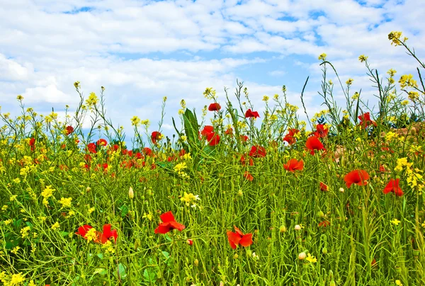Beautiful wild flowers in the meadow — Stock Photo, Image