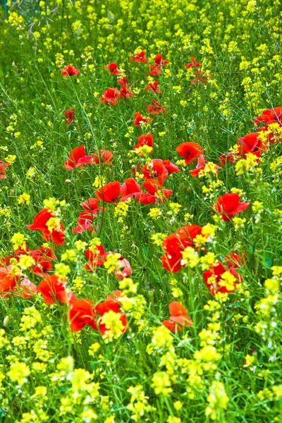 Krásné divoké květiny na louce — Stock fotografie