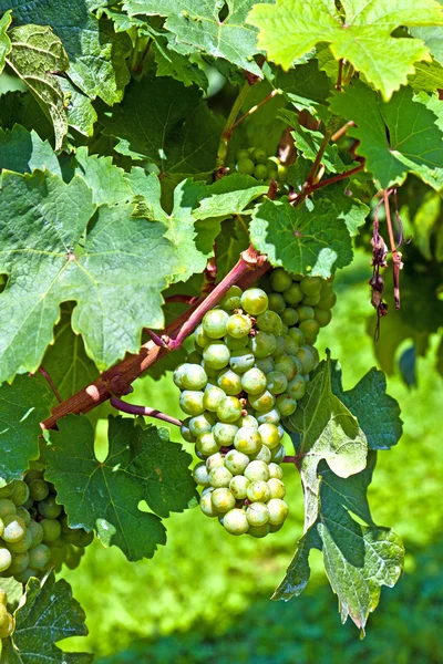 Vite con grappolo d'uva — Foto Stock
