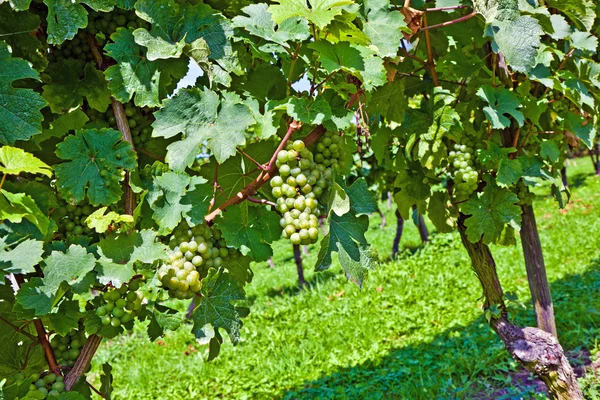 Grapevine met druiven cluster — Stockfoto