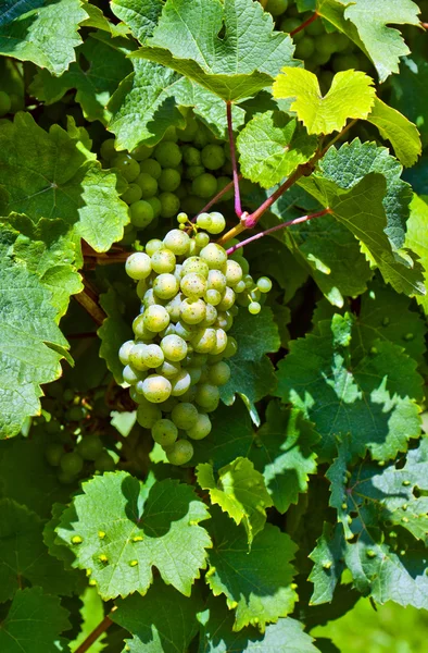 Grapevine with grape cluster — Stock Photo, Image
