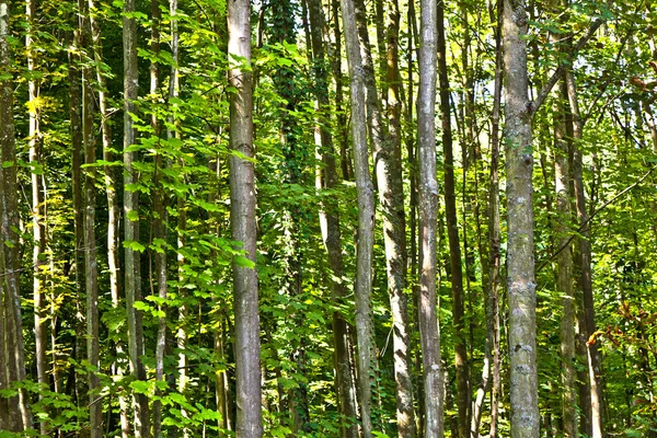 Träd i vilda skogen — Stockfoto