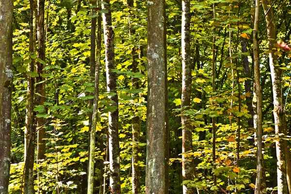 Bomen in het wild forest — Stockfoto