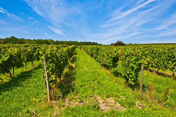 Mooie verkrachtingen in de wijngaard — Stockfoto