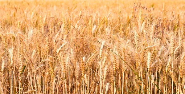 Spica van maïs in het veld in prachtige licht — Stockfoto