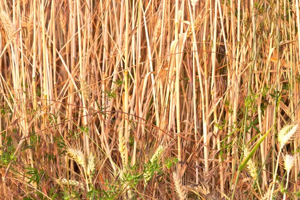 Шпица кукурузы в поле в красивом свете — стоковое фото
