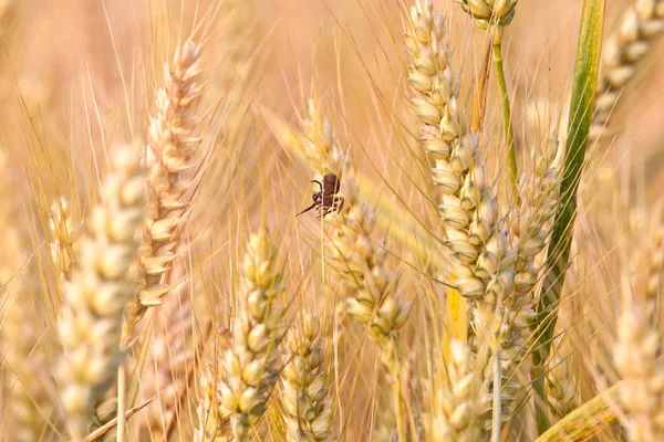 stock image Spica of corn in the field with spider