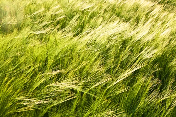 Vzor zelené obilí v oboru — Stock fotografie