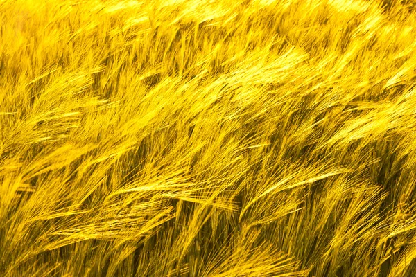 Vzor zlatá kukuřice v oboru — Stock fotografie